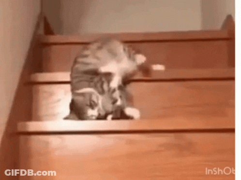 A Cat Is Sitting On The Bottom Of A Set Of Wooden Stairs . GIF