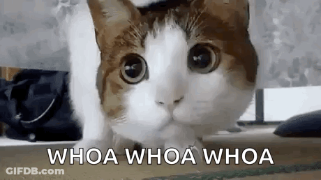 A Cat Is Sitting On The Floor And Looking At The Camera With The Words `` Whoa Whoa Whoa '' Written Below It . GIF