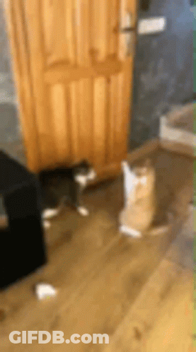 A Cat Is Sitting On The Floor In Front Of A Door . GIF