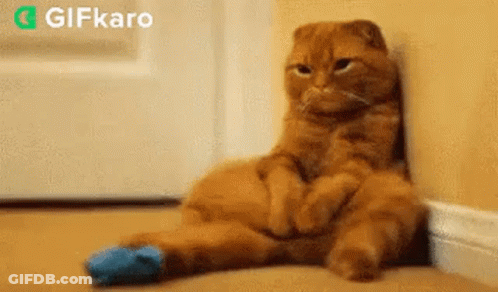 A Cat Is Sitting On The Floor Leaning Against A Wall With Its Legs Crossed . GIF