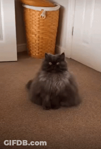 A Cat Is Sitting On The Floor Next To A Basket GIF