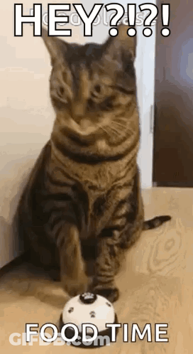 A Cat Is Sitting On The Floor Next To A Cupcake . GIF