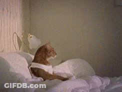 A Cat Is Sitting On Top Of A Bed With A White Shirt On . GIF