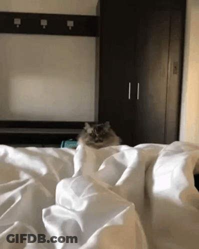 A Cat Is Sitting On Top Of A Bed With White Sheets GIF