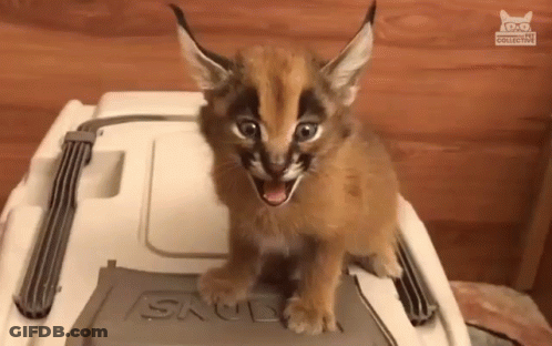 A Cat Is Sitting On Top Of A Cooler With Its Mouth Open . GIF