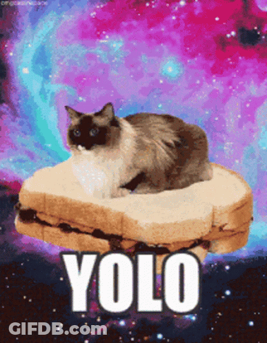 A Cat Is Sitting On Top Of A Peanut Butter And Jelly Sandwich With The Words Yolo Below It GIF