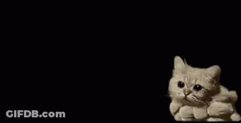 A Cat Is Sitting On Top Of A Pile Of Clouds On A Black Background . GIF