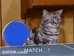 A Cat Is Sitting On Top Of A Ping Pong Table Next To A Blue Ball . GIF