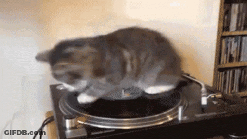 A Cat Is Sitting On Top Of A Record Player Playing Music . GIF