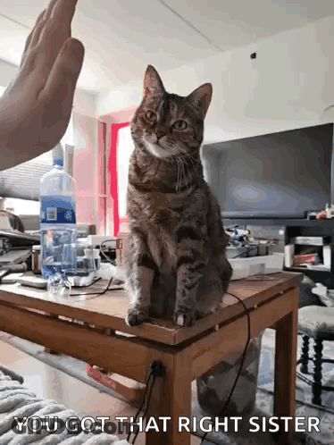 A Cat Is Sitting On Top Of A Wooden Table And A Person Is Giving It A High Five . GIF