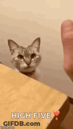 A Cat Is Sitting On Top Of A Wooden Table Looking At A Person . GIF