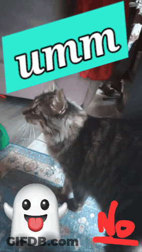 A Cat Is Sitting Under A Sign That Says Umm On It GIF