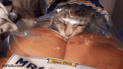 A Cat Is Sleeping In A Bag Of Mrs. Bread On May 26Th GIF