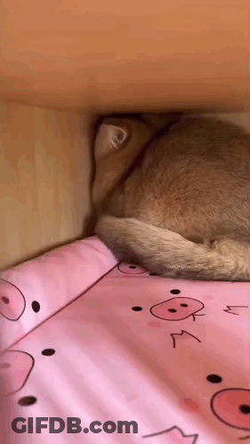 Cat Sleeping In Bed With Pink Pig Blanket GIF
