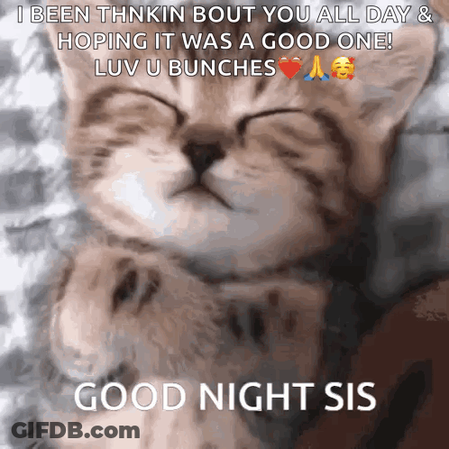 A Cat Is Sleeping On A Bed And Says Good Night Sis GIF