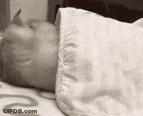 A Cat Is Sleeping On A Bed Under A White Blanket GIF