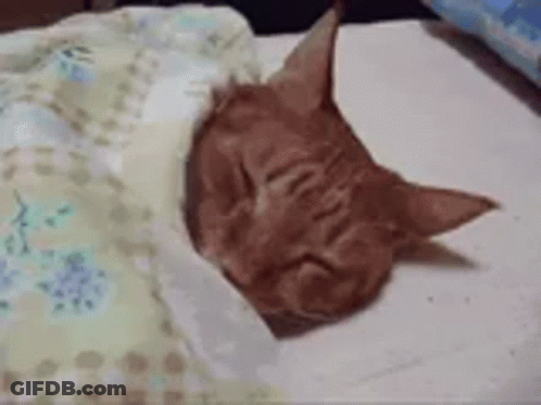 A Cat Is Sleeping On A Bed With A Blanket On It . GIF