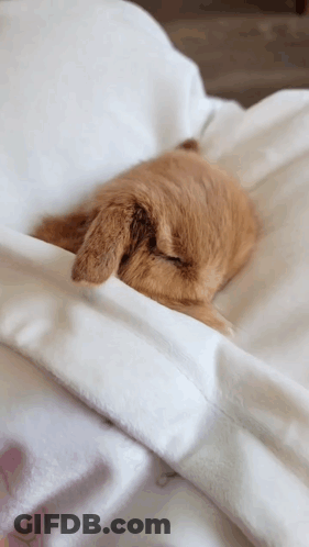 A Cat Is Sleeping On A Bed With Its Head Under A Blanket GIF