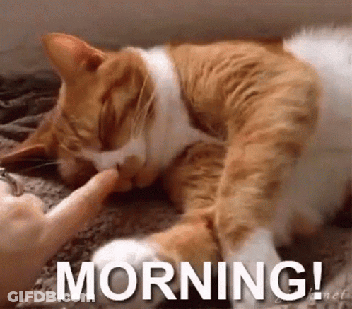 A Cat Is Sleeping On A Couch And A Person Is Petting It . GIF