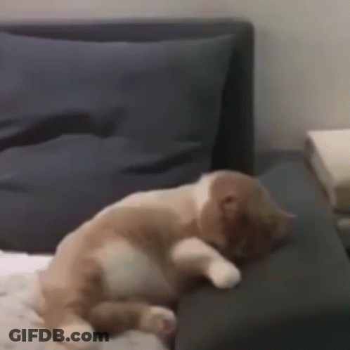A Cat Is Sleeping On A Couch With A Blue Pillow . GIF