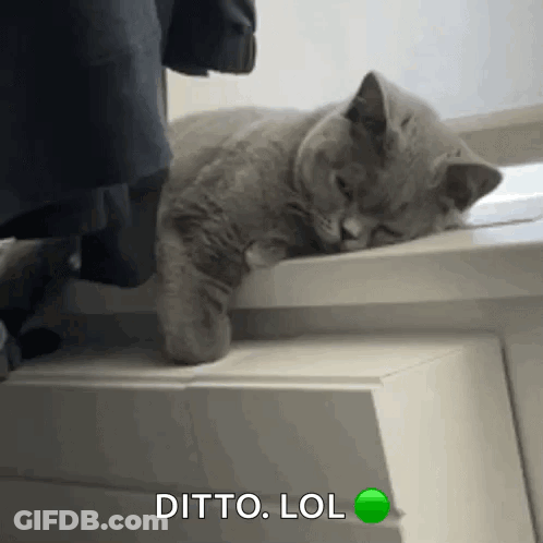 A Cat Is Sleeping On A Dresser With The Words Ditto Lol Written Below It GIF