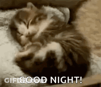 A Cat Is Sleeping On A Pillow With The Words `` Good Night '' Written Next To It . GIF