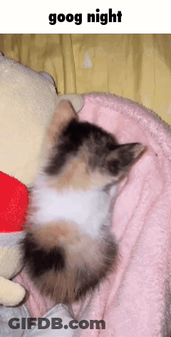 A Cat Is Sleeping On A Pink Blanket Next To A Stuffed Animal And The Words Goog Night Above It GIF