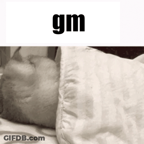A Cat Is Sleeping Under A Pillow With The Word Gm Below It GIF