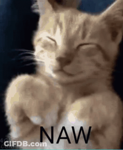 A Cat Is Sleeping With Its Eyes Closed And The Word Naw Is Written On The Bottom Of The Picture . GIF
