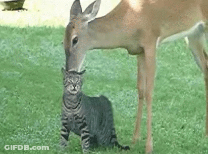 A Cat Is Sniffing A Deer 'S Nose In The Grass . GIF