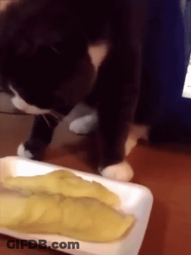 A Cat Is Sniffing A Piece Of Food On A Styrofoam Container GIF