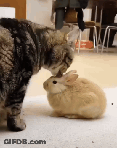 A Cat Is Sniffing A Small Rabbit On The Nose GIF