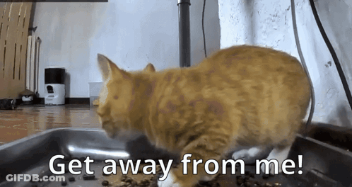 A Cat Is Standing In A Bowl Of Food With The Words Get Away From Me GIF