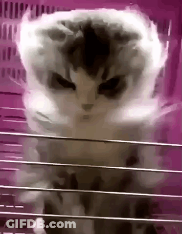 Cat Standing In Cage With Smoke GIF