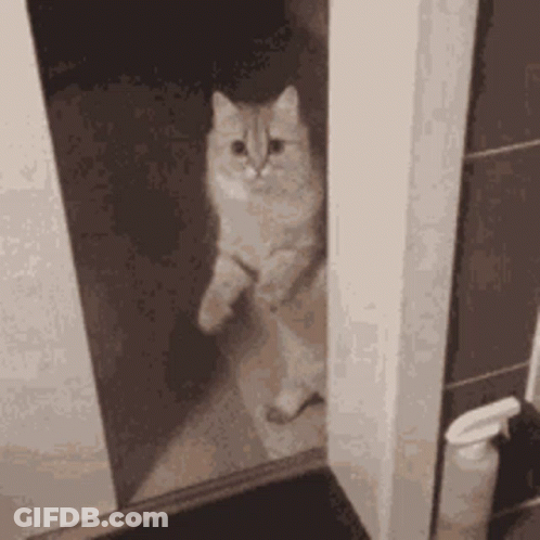 A Cat Is Standing In A Doorway In A Bathroom Looking At The Camera . GIF