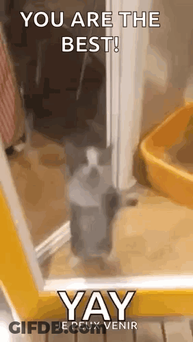 A Cat Is Standing In A Doorway Next To A Bottle Of Soap And A Yellow Box . GIF