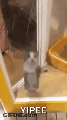 A Cat Is Standing In A Doorway Next To A Cat Litter Box . GIF