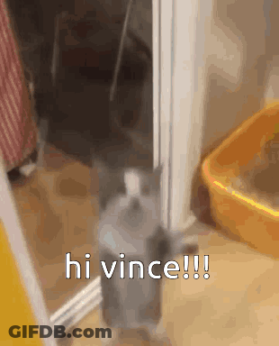 A Cat Is Standing In A Doorway Next To A Litter Box And Says Hi Vince !! GIF