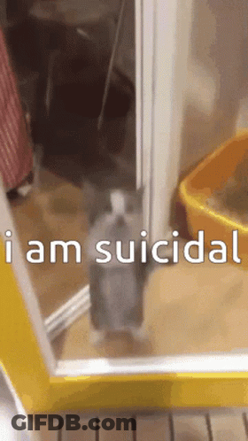 A Cat Is Standing In A Doorway With The Words " I Am Suicidal " Written Below It GIF