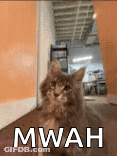 A Cat Is Standing In A Hallway With The Word Mwah Written On The Bottom GIF