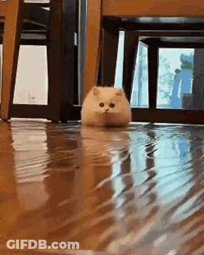A Cat Is Standing In A Puddle Of Water On The Floor GIF