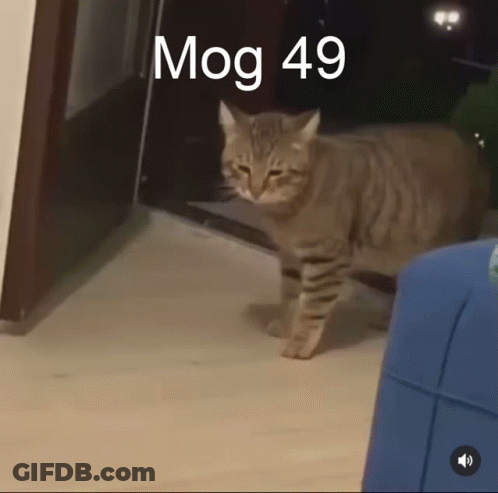 A Cat Is Standing In A Room With The Words Mog 49 Written Above It GIF