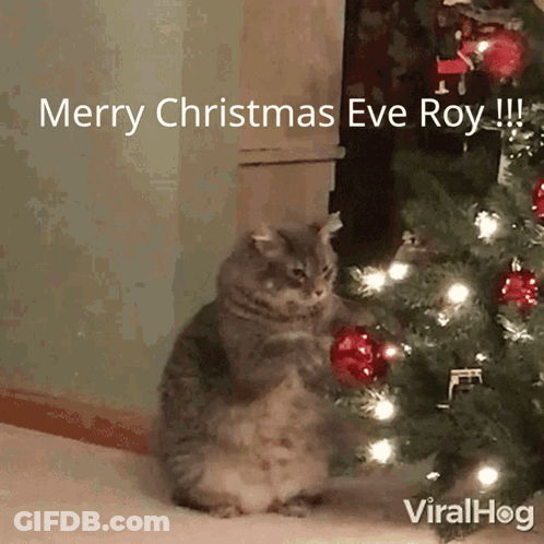 A Cat Is Standing In Front Of A Christmas Tree With The Words Merry Christmas Eve Roy GIF