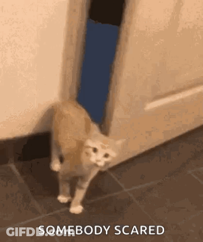 A Cat Is Standing In Front Of A Door And Looking Out . GIF