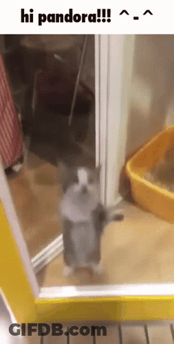 A Cat Is Standing In Front Of A Door And Says Hi Pandora !!! GIF