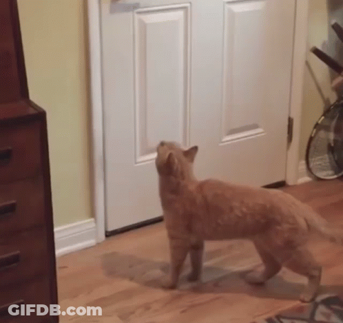 A Cat Is Standing In Front Of A Door In A Room Looking Up . GIF