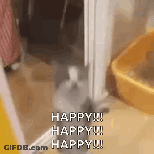 A Cat Is Standing In Front Of A Door With The Words Happy !!! Happy !!! Happy !!! Written On It . GIF