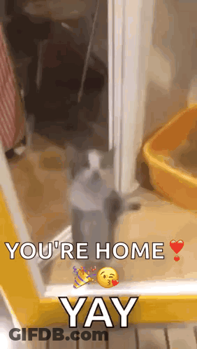 A Cat Is Standing In Front Of A Door With The Words You 'Re Home Yay Written On It GIF
