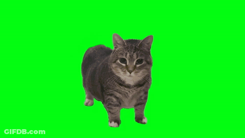 A Cat Is Standing In Front Of A Green Screen And Looking At The Camera . GIF