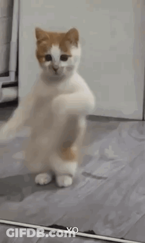 A Cat Is Standing In Front Of A Mirror Dancing . GIF